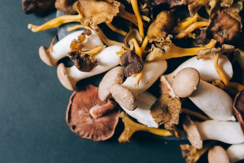 Truffle Mushroom gourmet pizza with black truffle